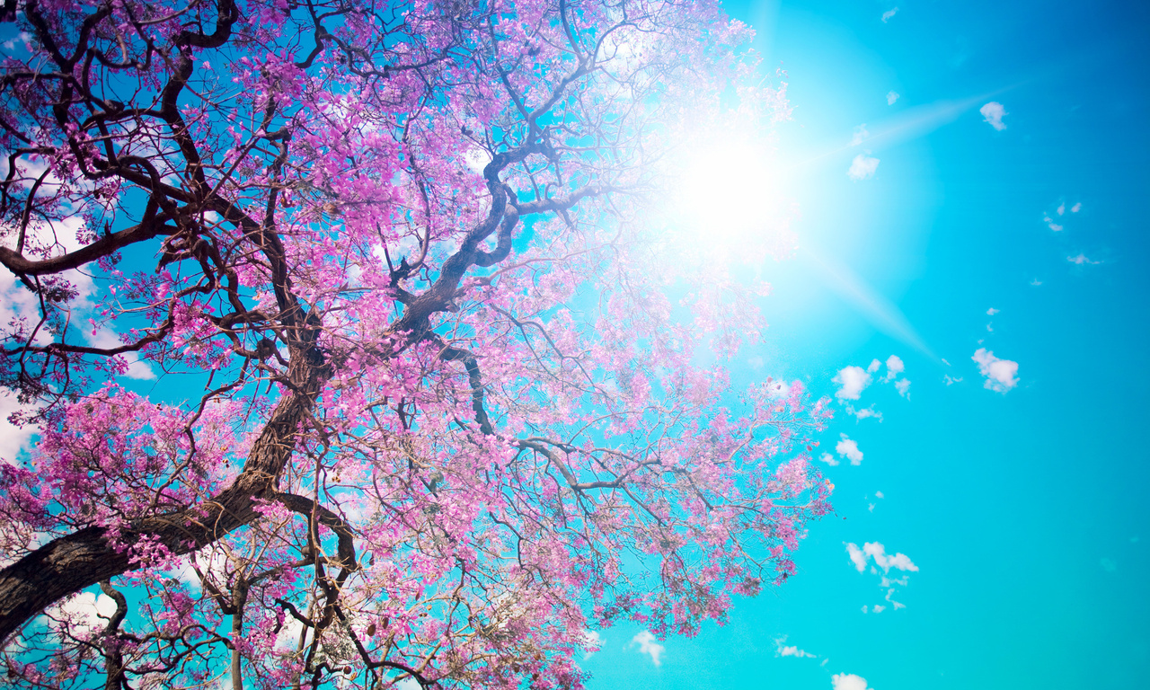 , , , , , , , , Beautiful tree blossom, 