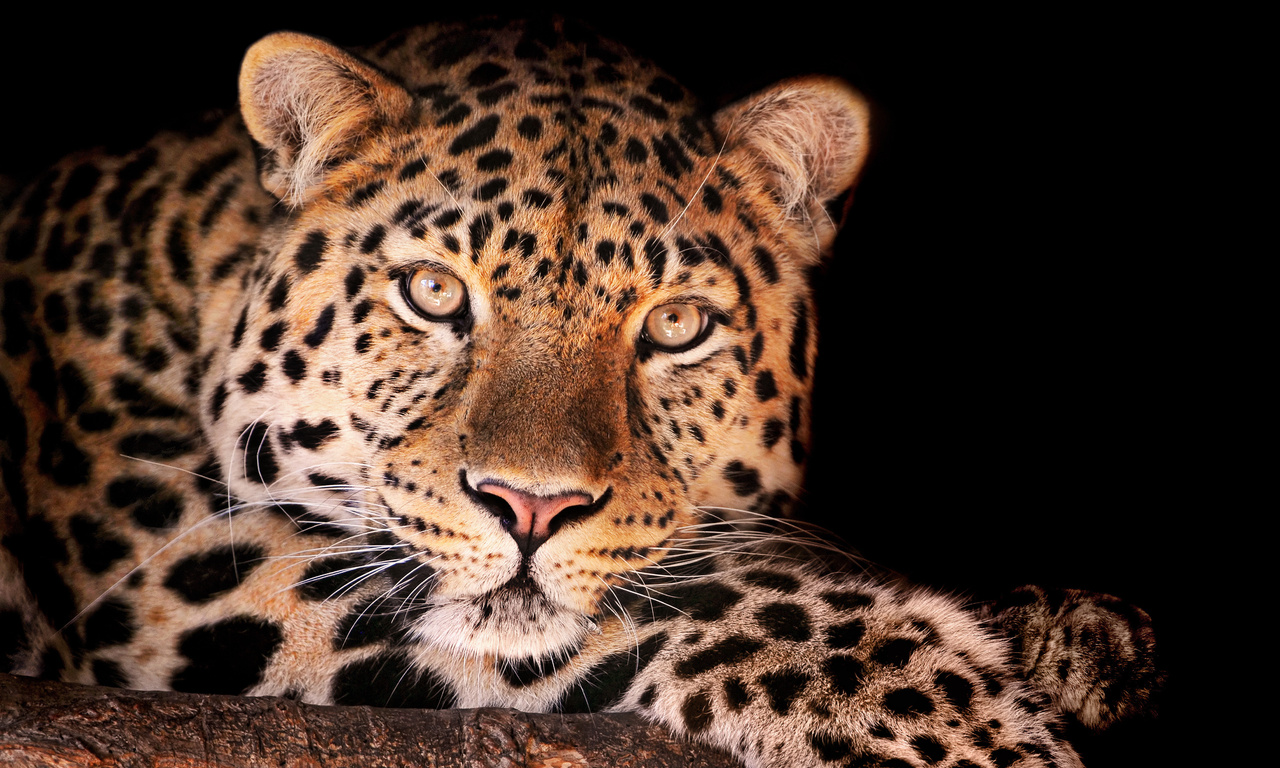 , , magnificent leopard, , , , , 