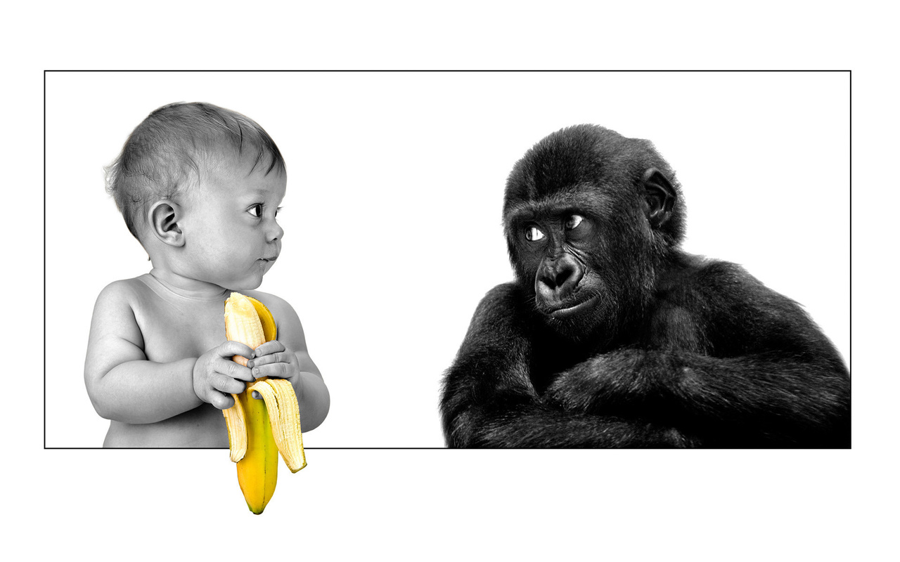 The person, gorilla, banana, friendship, ,,,, ,, , , 