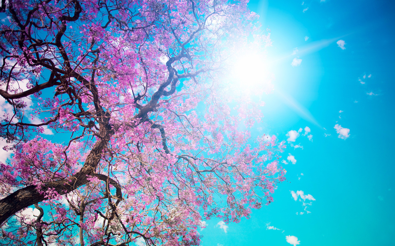 , , , , , , , , Beautiful tree blossom, 