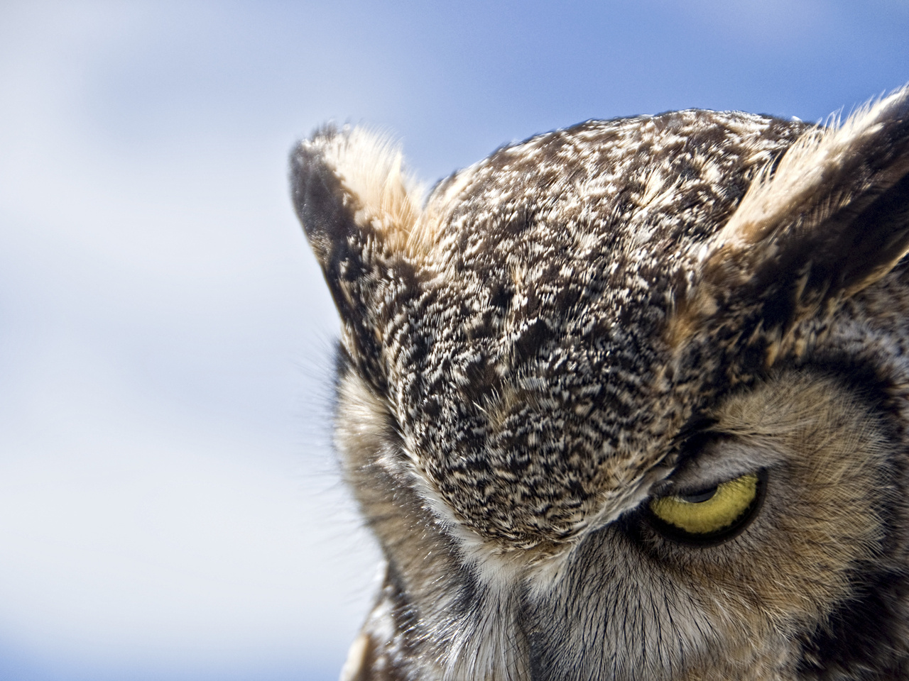 Great horned owl, , , , ,, , , , 