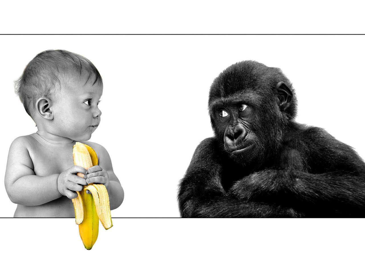 The person, gorilla, banana, friendship, ,,,, ,, , , 