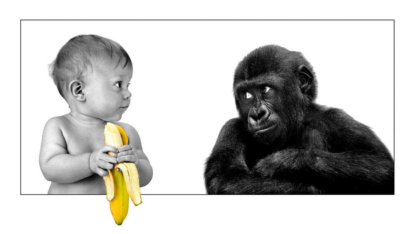 The person, gorilla, banana, friendship, ,,,, ,, , , 