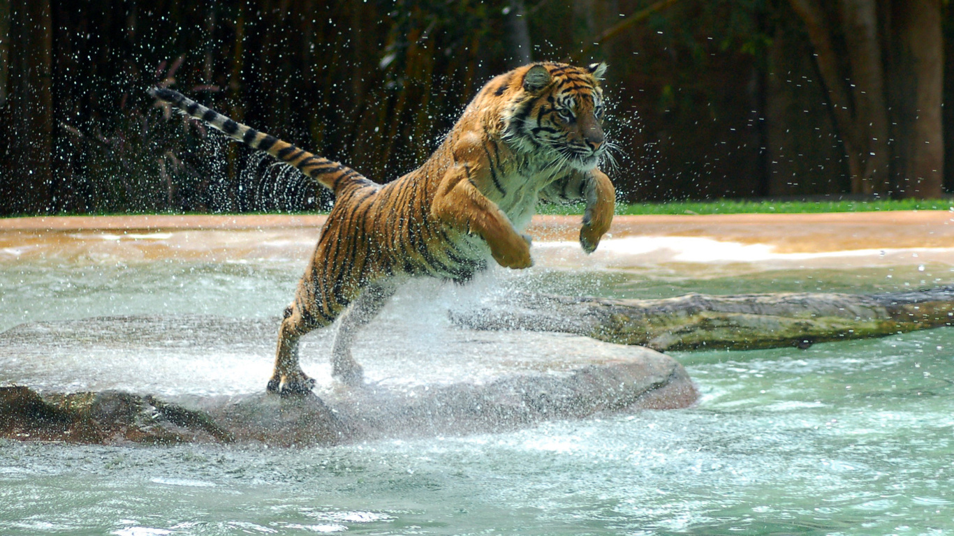 , tiger, water, jump, , , powerful animal, , , , 