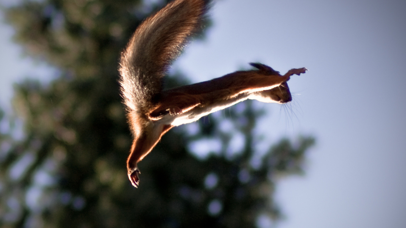 Squirrel, , , , ,,,,