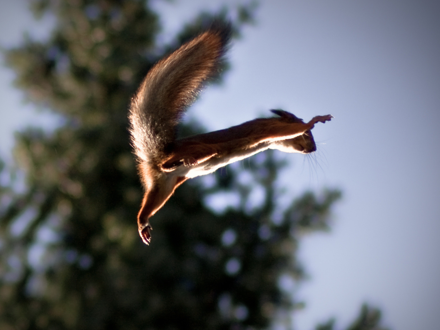 Squirrel, , , , ,,,,