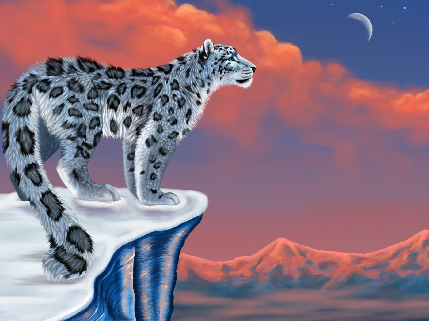 , , snow leopard,  , , , , , 