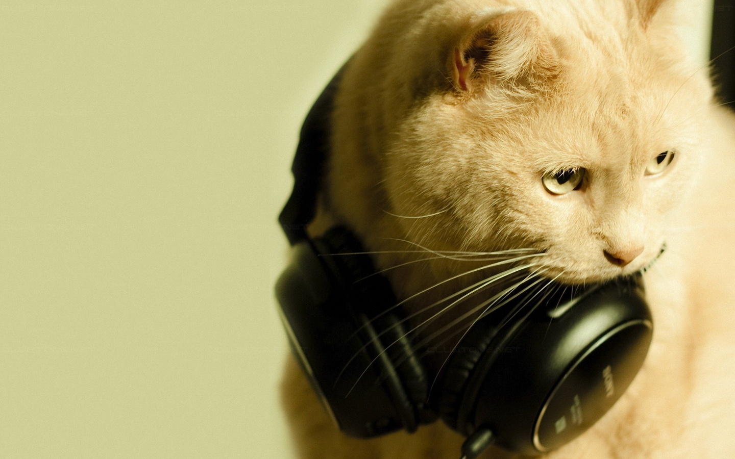 , , , love, music, cat, , , , 