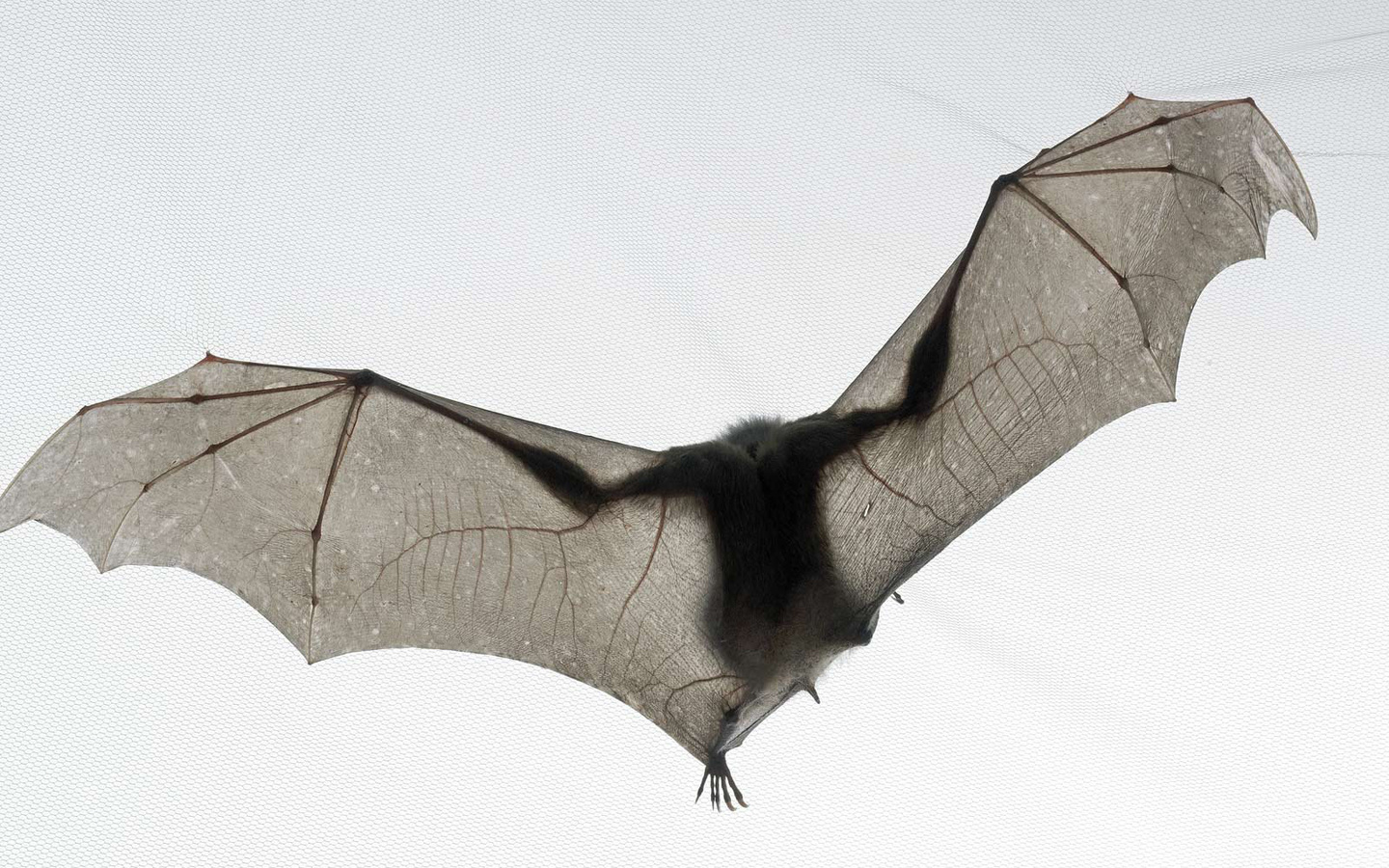 ,  , , bat, tim flach, national geographic, ,