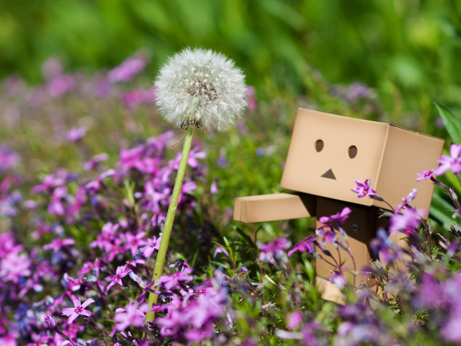 Danbo, , , , , , , 