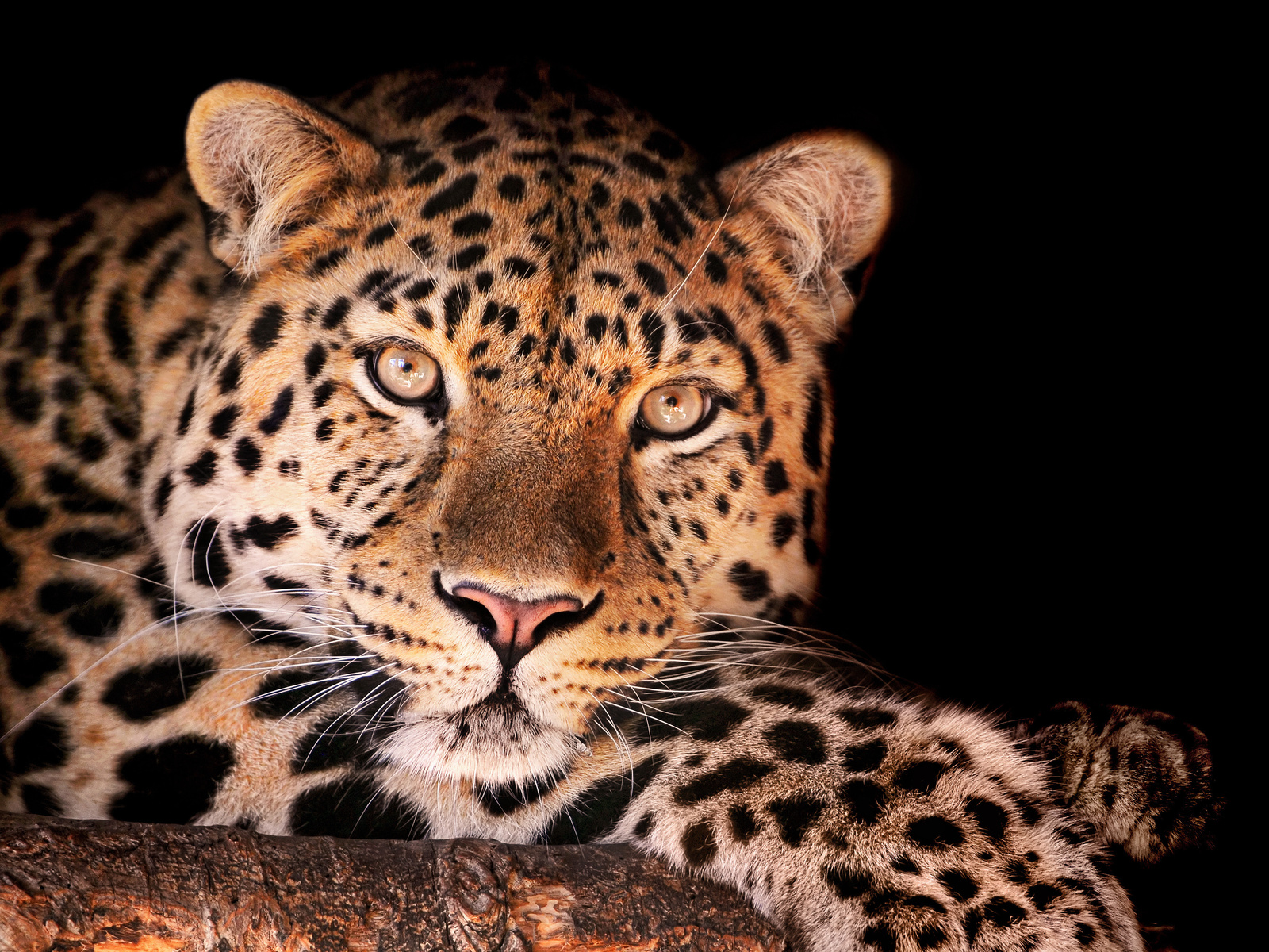 , , magnificent leopard, , , , , 