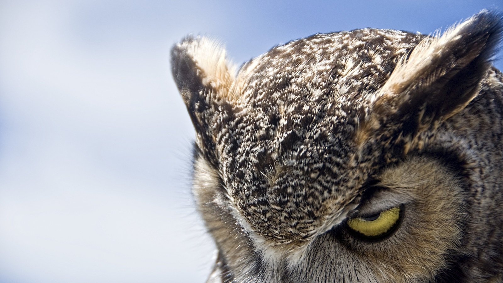 Great horned owl, , , , ,, , , , 