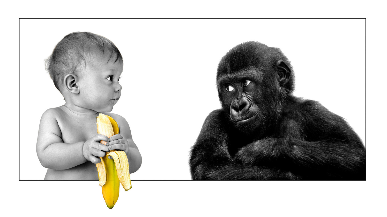 The person, gorilla, banana, friendship, ,,,, ,, , , 