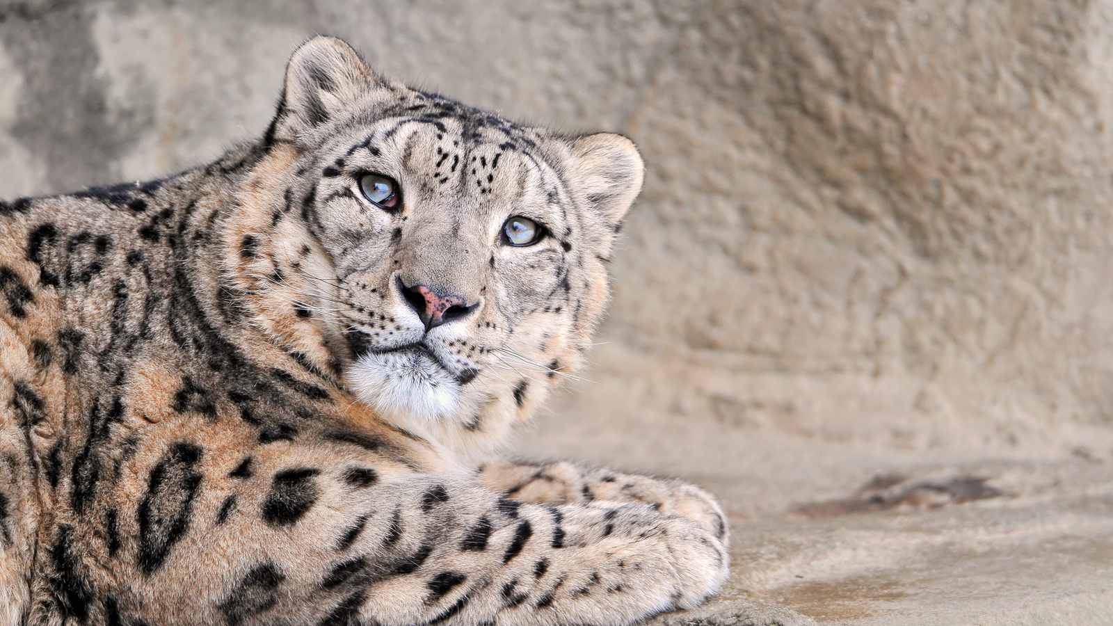  , , , snow leopard, , , , , , , 