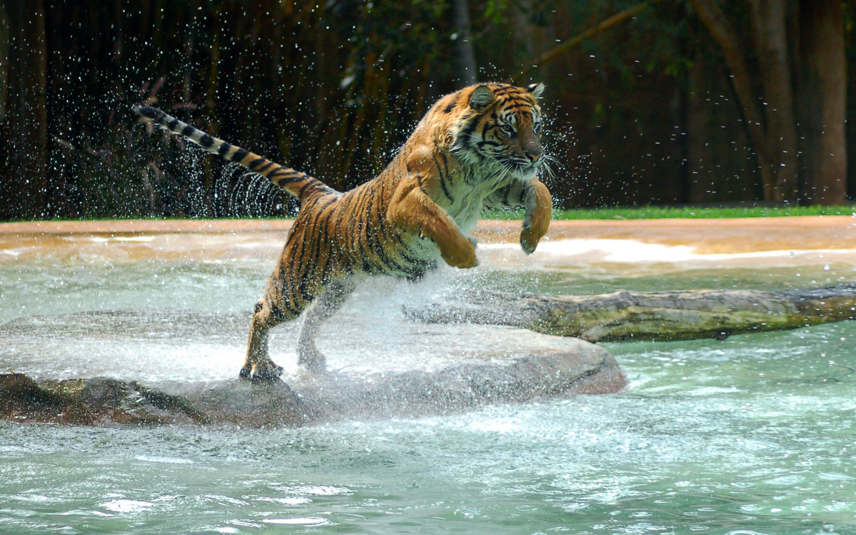 , tiger, water, jump, , , powerful animal, , , , 