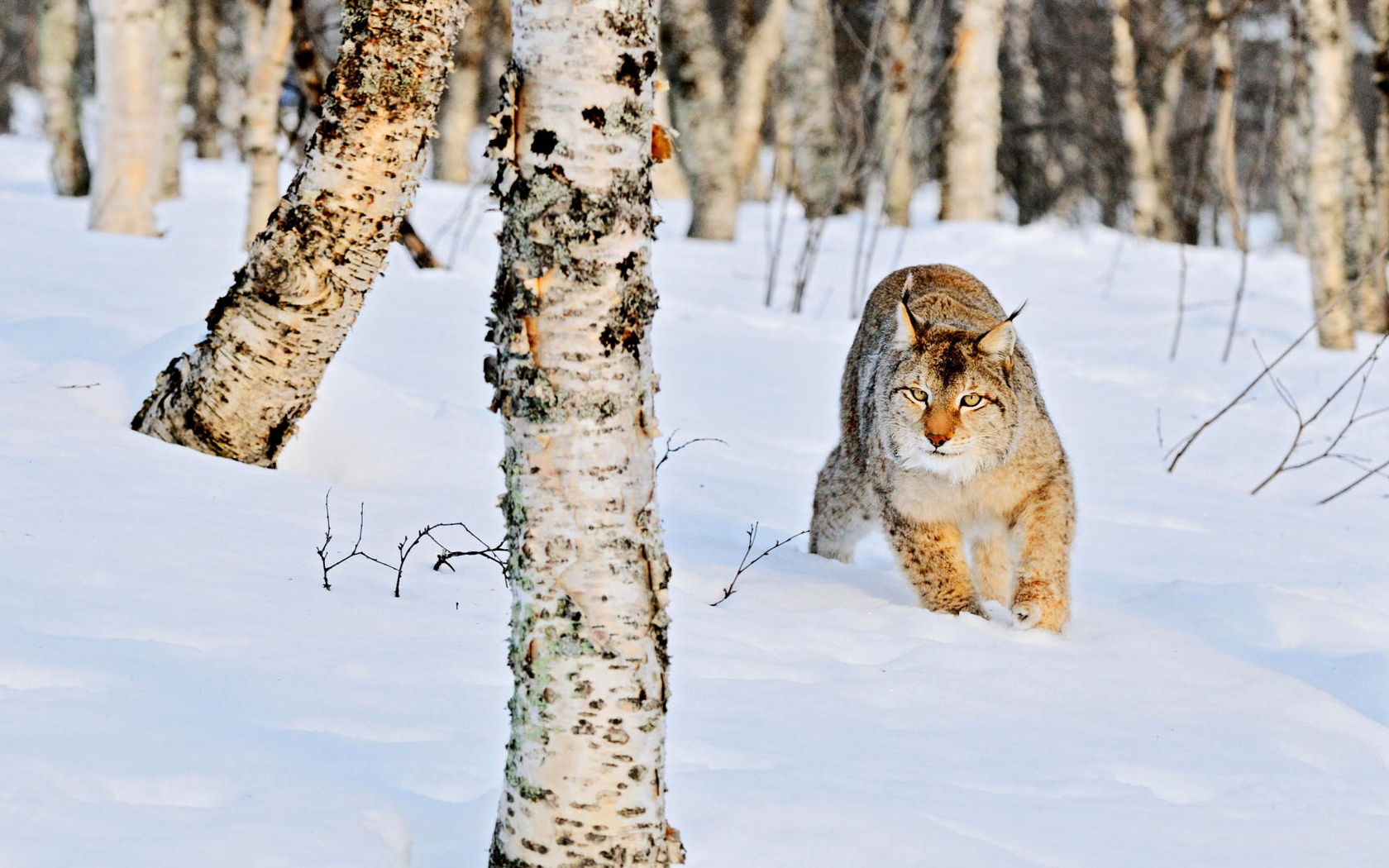 Картинки Природа зима лес роща березы стволы снег сугробы дикая кошка рысь животные