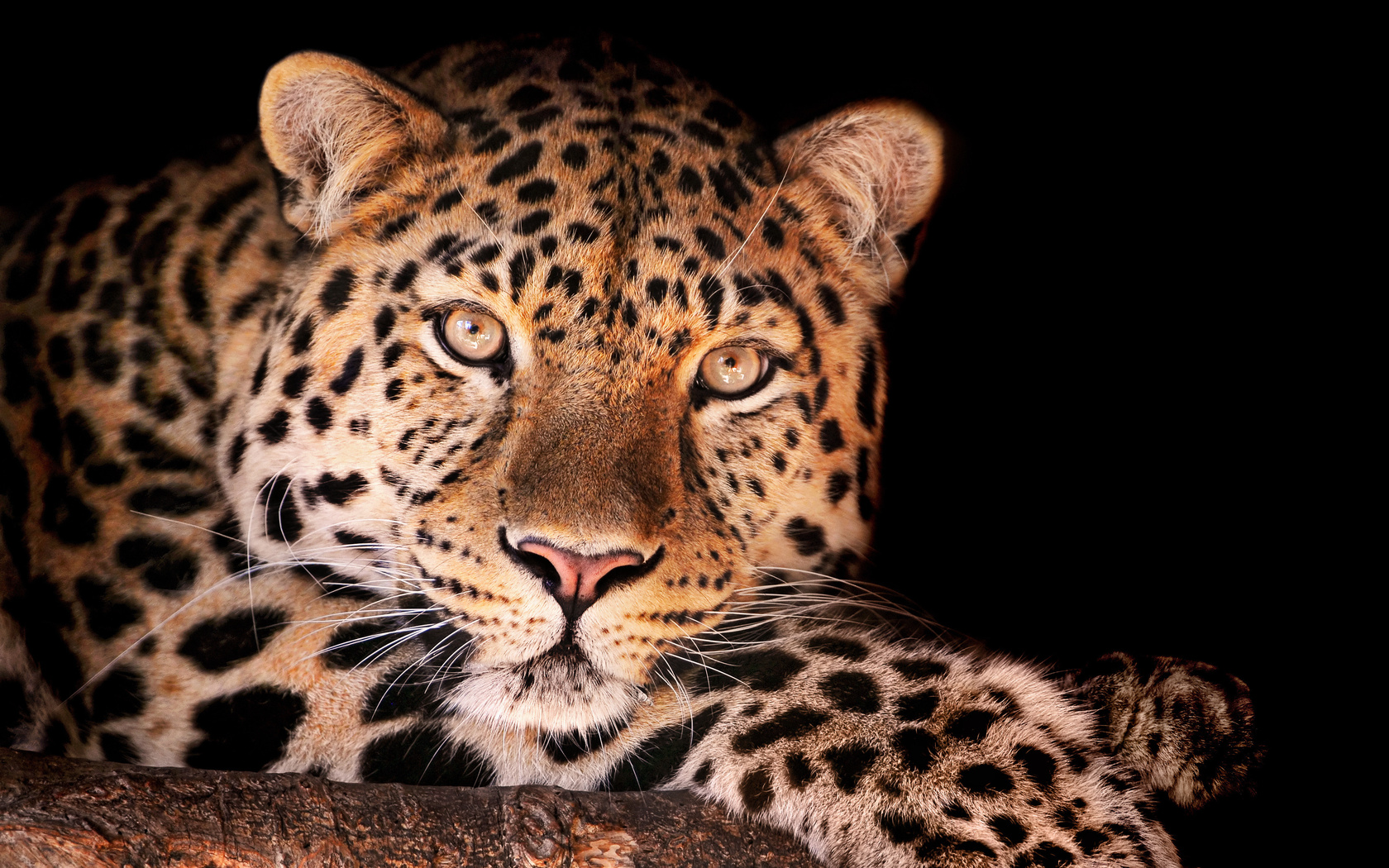 , , magnificent leopard, , , , , 