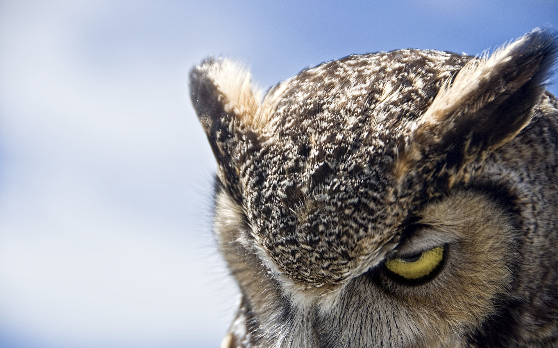 Great horned owl, , , , ,, , , , 