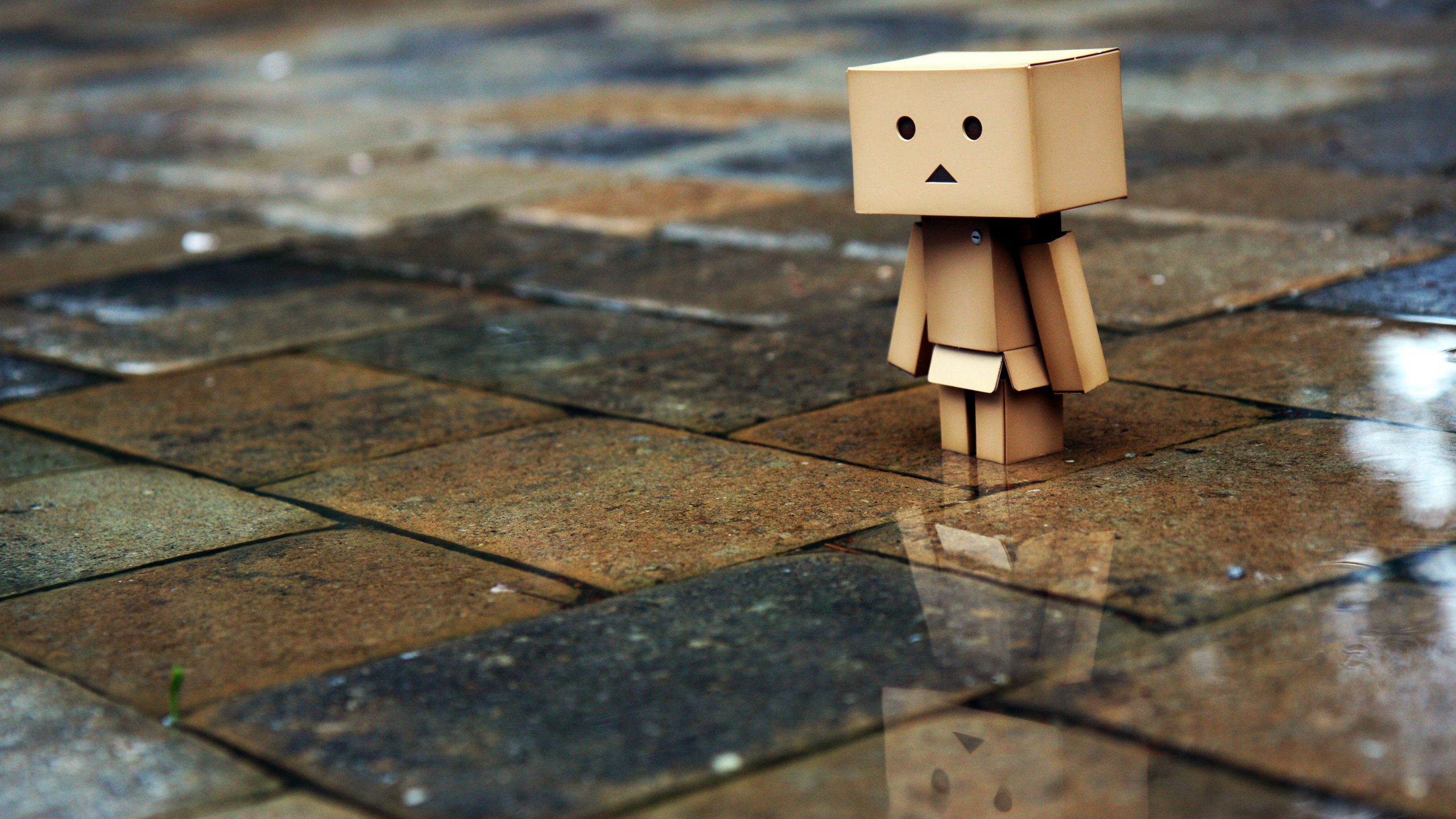 , , , Danbo, , , , , 