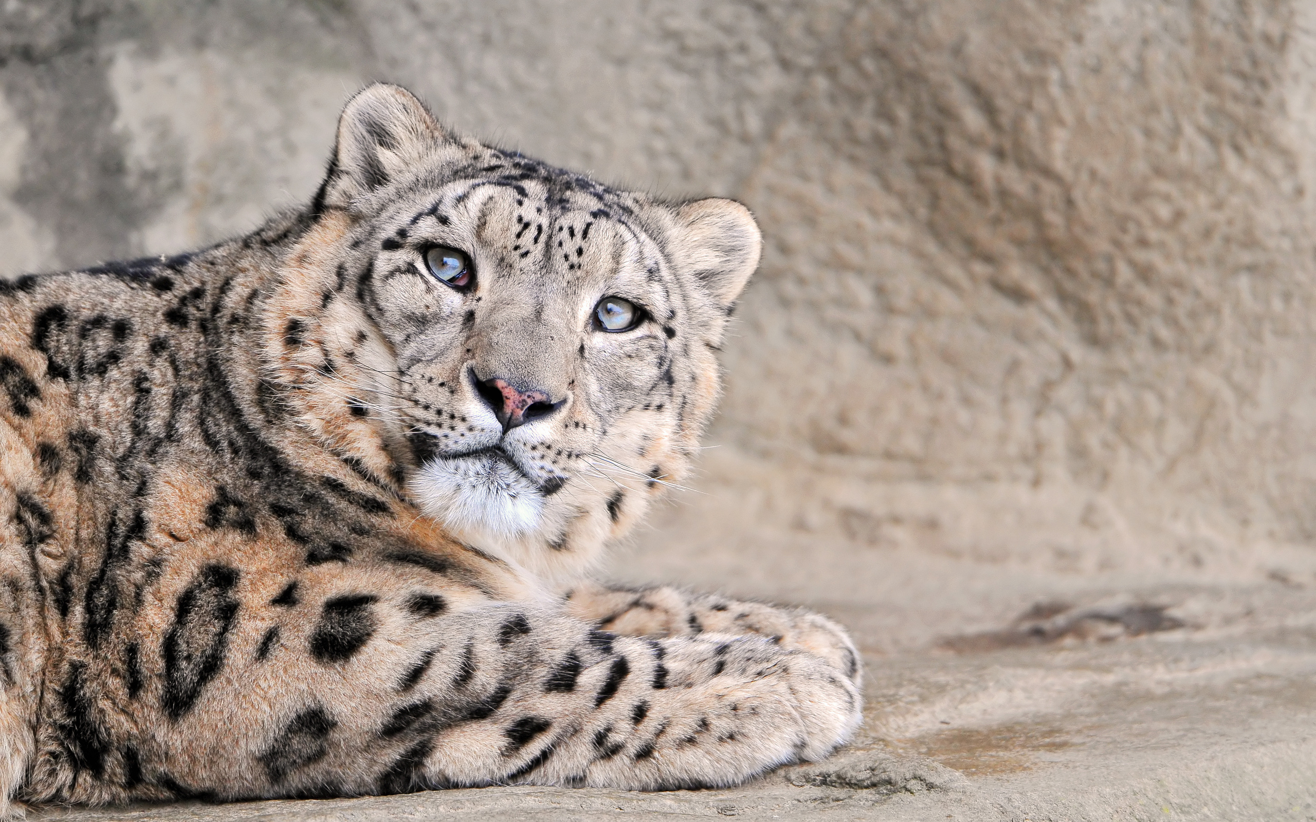  , , , snow leopard, , , , , , , 