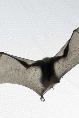 ,  , , bat, tim flach, national geographic, ,