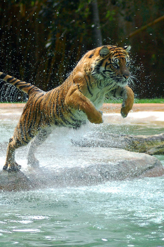 , tiger, water, jump, , , powerful animal, , , , 