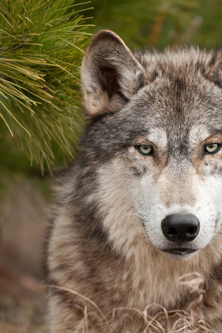 Wolf, , ,  , , ,,, , 