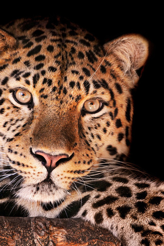 , , magnificent leopard, , , , , 