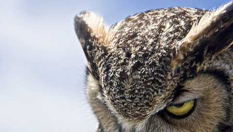 Great horned owl, , , , ,, , , , 