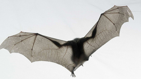 ,  , , bat, tim flach, national geographic, ,