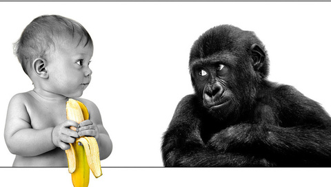 The person, gorilla, banana, friendship, ,,,, ,, , , 