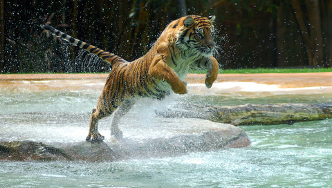 , tiger, water, jump, , , powerful animal, , , , 