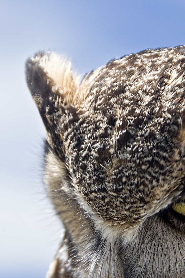 Great horned owl, , , , ,, , , , 
