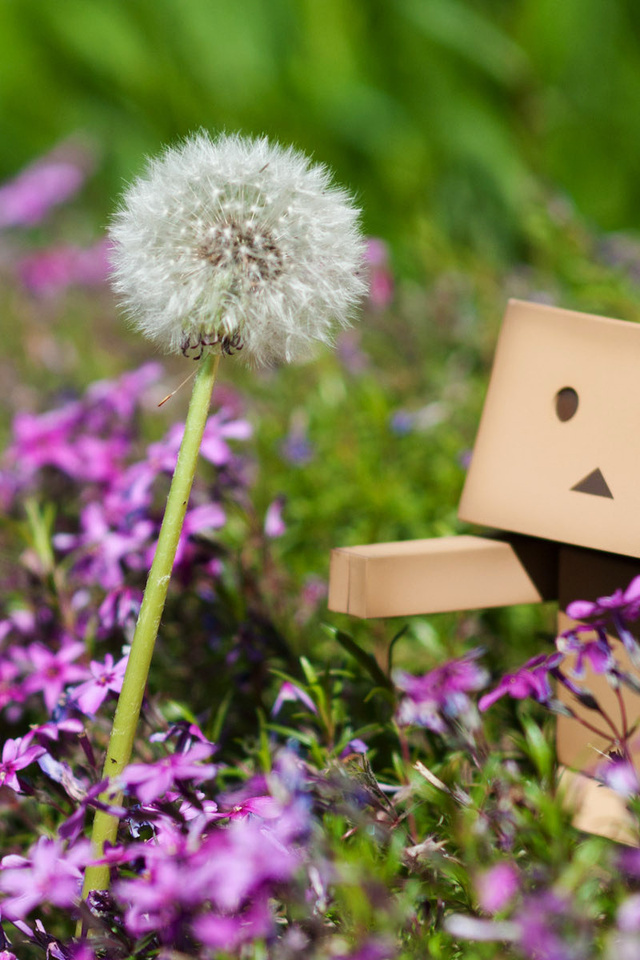 Danbo, , , , , , , 