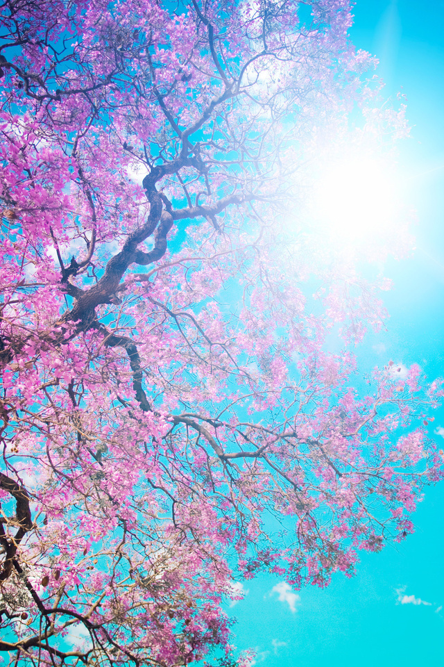 , , , , , , , , Beautiful tree blossom, 