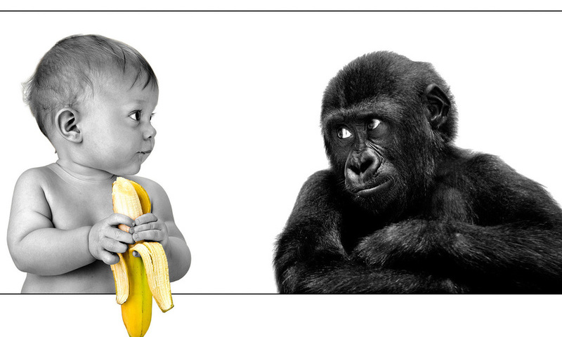 The person, gorilla, banana, friendship, ,,,, ,, , , 