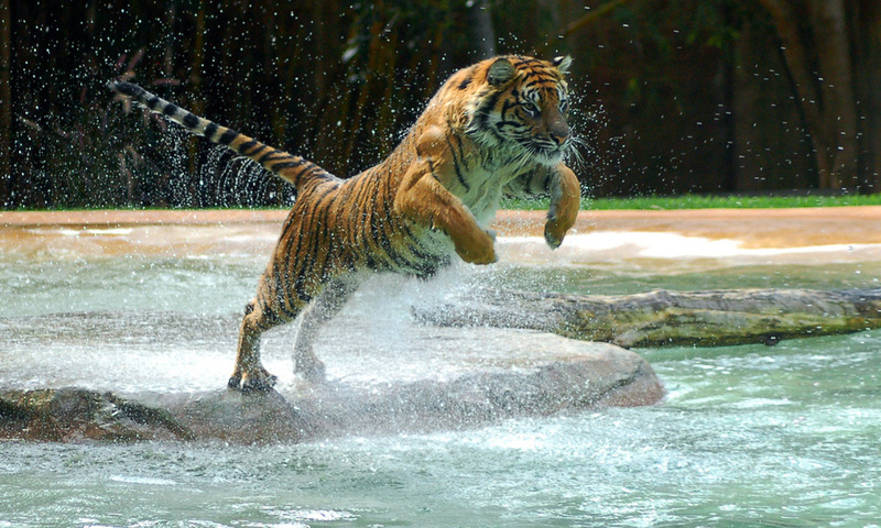 , tiger, water, jump, , , powerful animal, , , , 