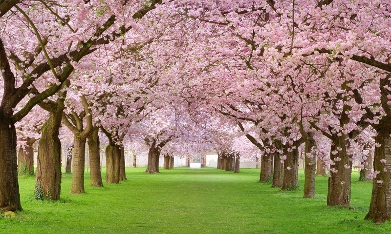 , , , , , , Spring blossom, , 