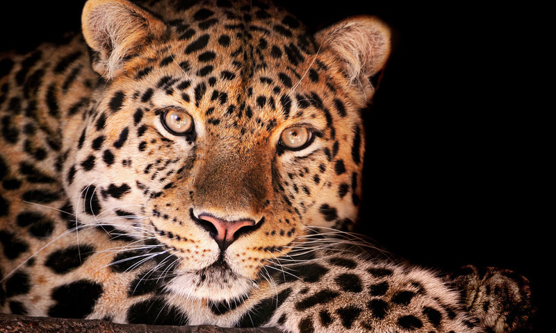 , , magnificent leopard, , , , , 