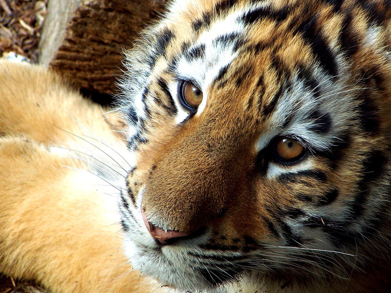 Хищник, тигр, семейство кошачьих, тигрёнок, голова, морда, глаза, усы, окрас, полоски, животные, взгляд