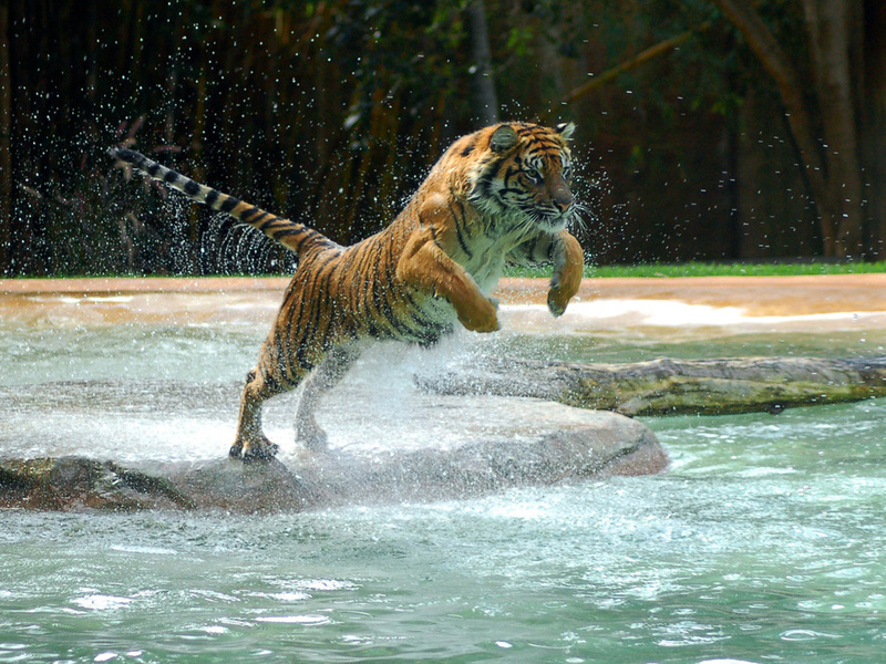 , tiger, water, jump, , , powerful animal, , , , 