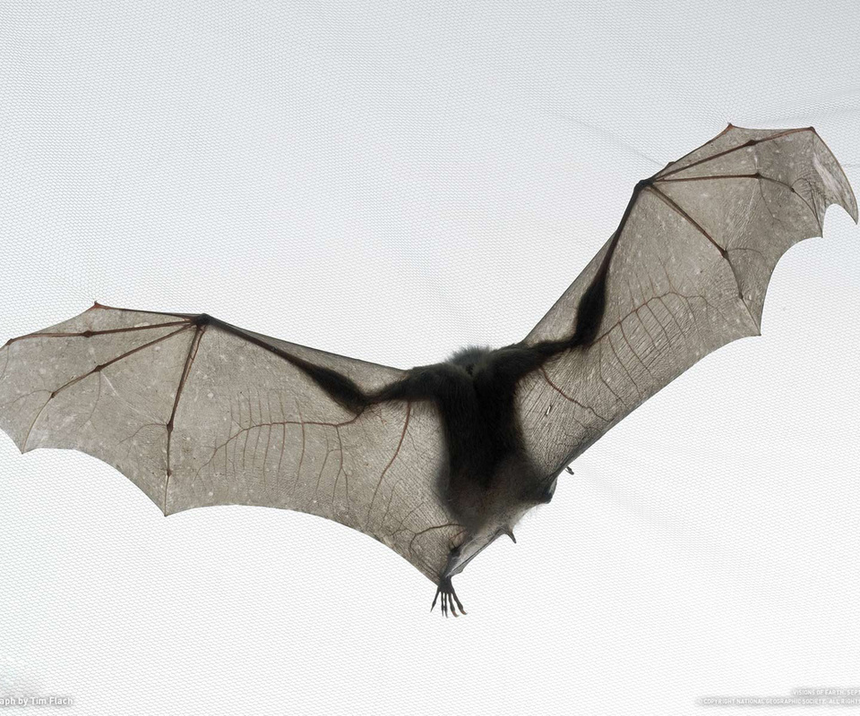 ,  , , bat, tim flach, national geographic, ,