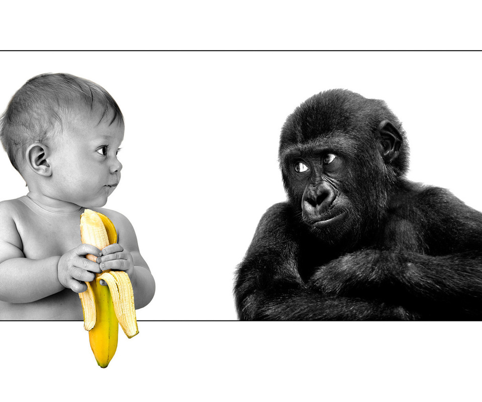 The person, gorilla, banana, friendship, ,,,, ,, , , 