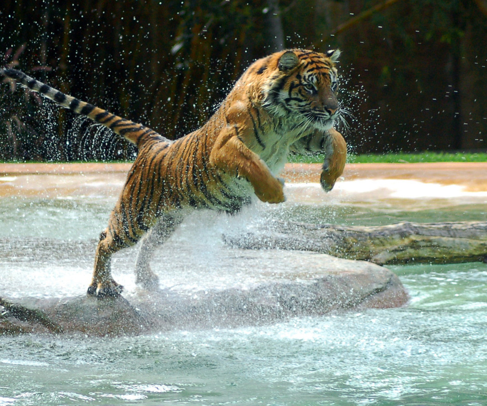 , tiger, water, jump, , , powerful animal, , , , 