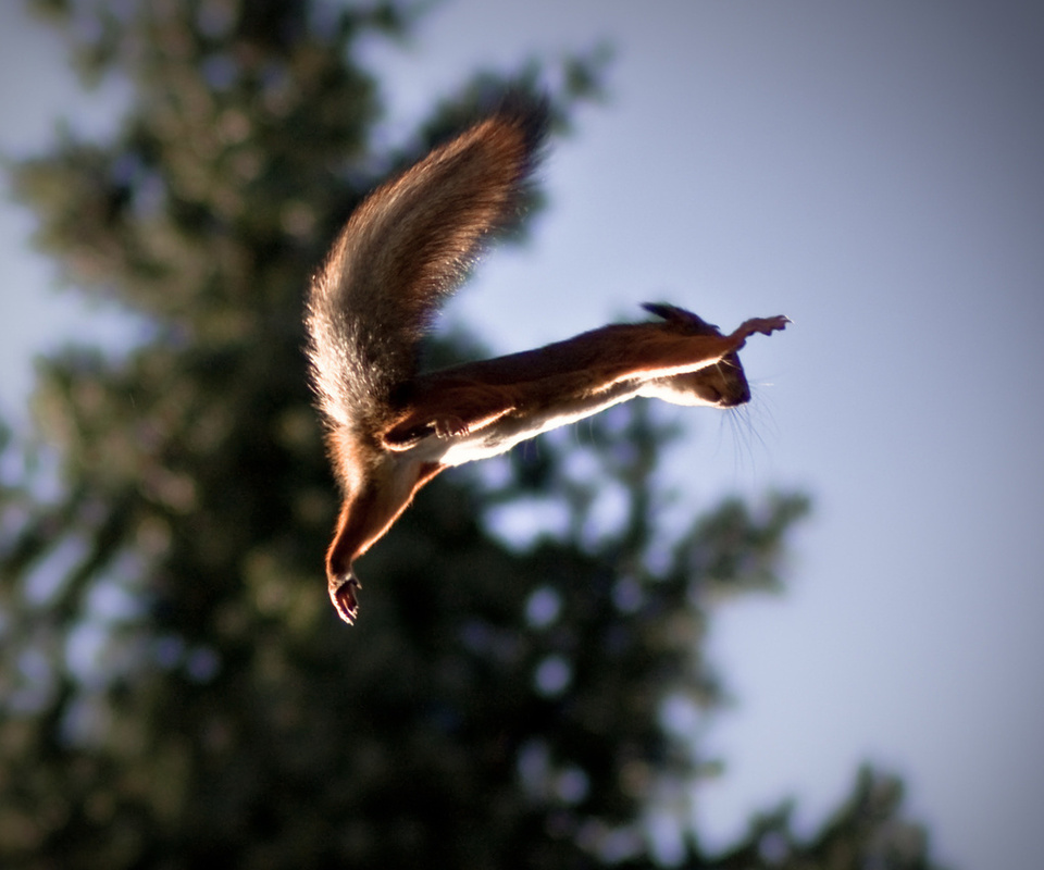 Squirrel, , , , ,,,,