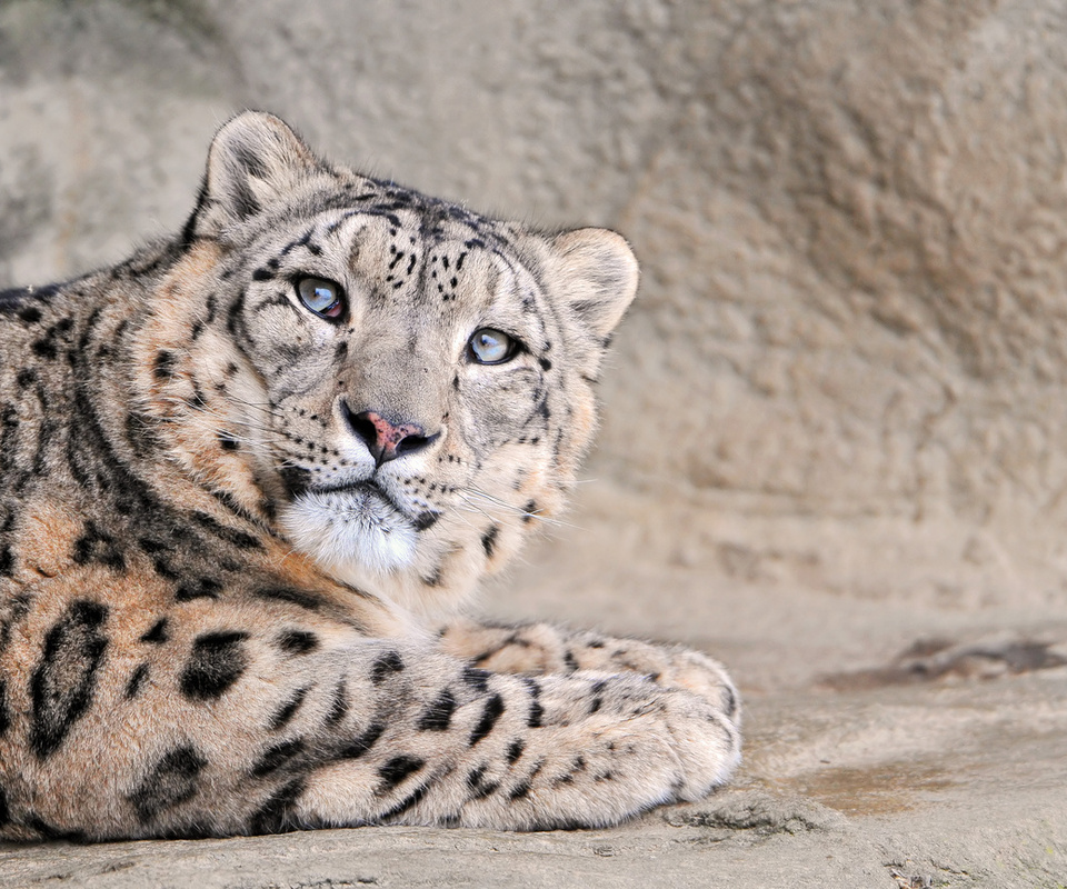  , , , snow leopard, , , , , , , 