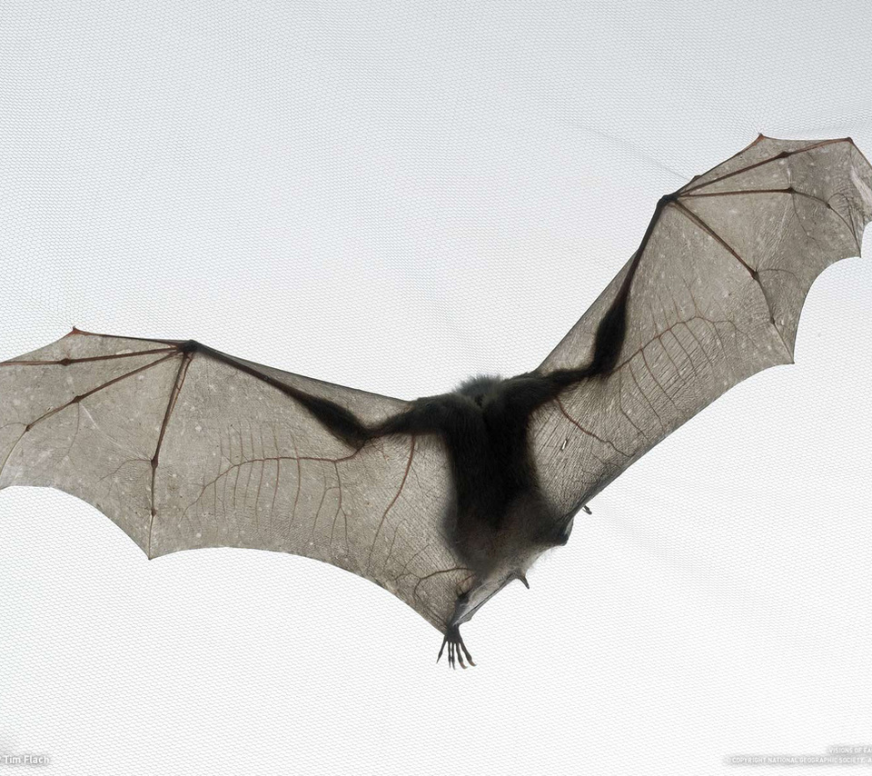 ,  , , bat, tim flach, national geographic, ,