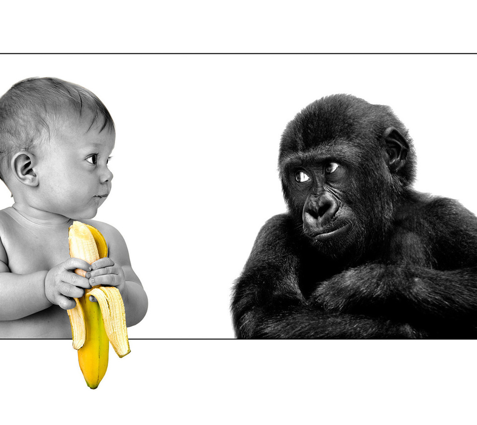 The person, gorilla, banana, friendship, ,,,, ,, , , 