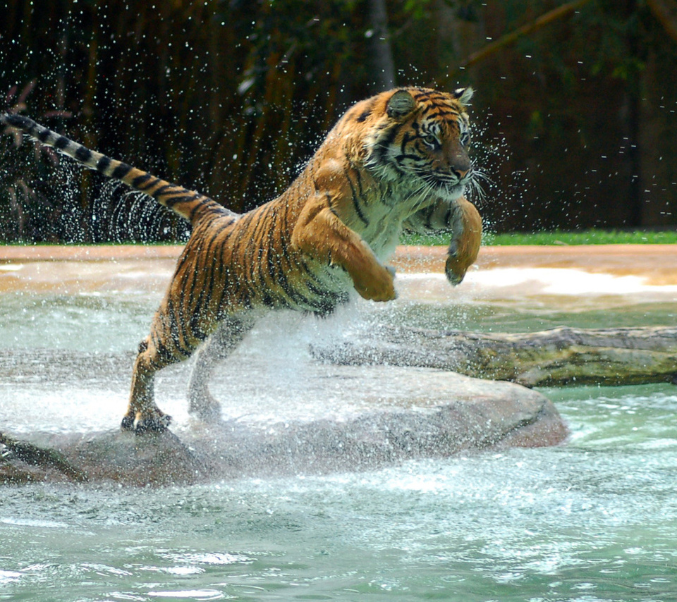 , tiger, water, jump, , , powerful animal, , , , 