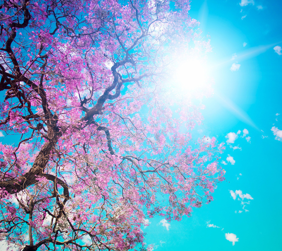 , , , , , , , , Beautiful tree blossom, 